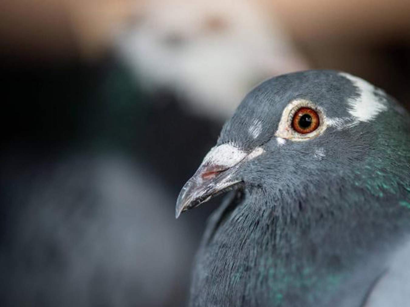 Pigeon Fanciers Event